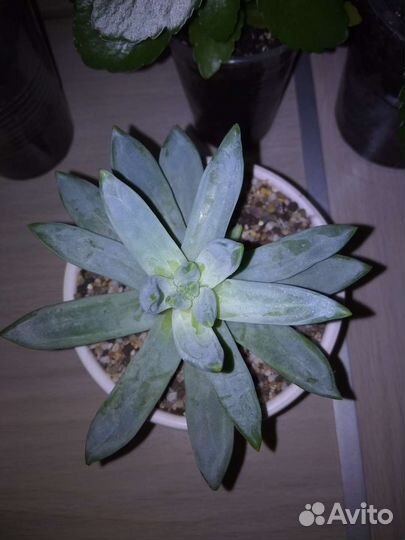 Pachyphytum, Hatiora, Crassula, Graptopetalum