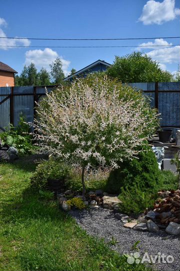 Ива хакуро нишики