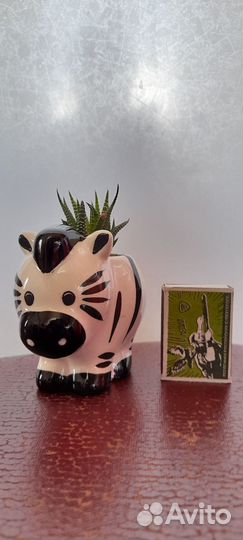 Суккуленты