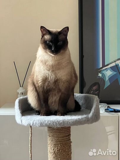 Уход за животными с проживанием