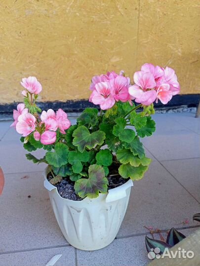 Цветы в горшках