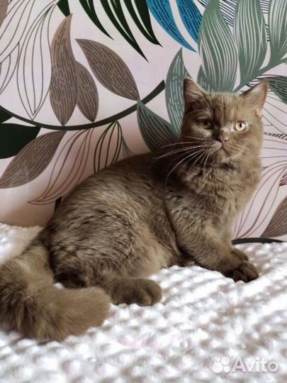 Британский кот от родителей чемпионов