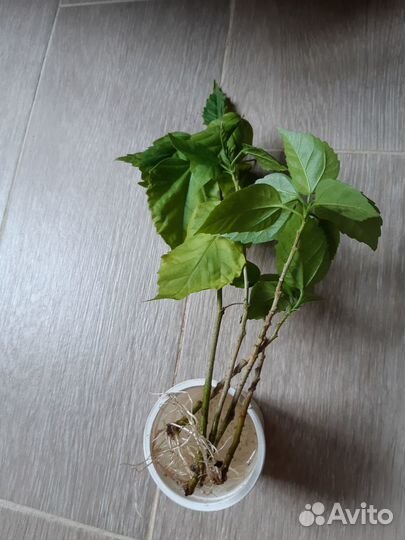 Гибискус махровый красный