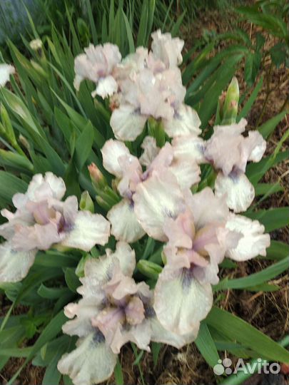 Ирисы низкорослые