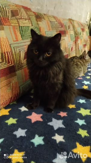 Отдам кошечку Бусю