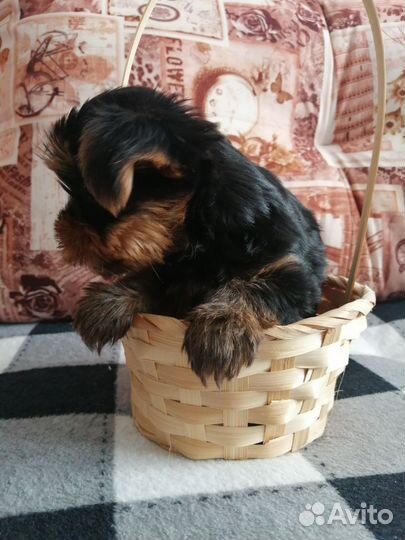 Йоркширский терьер мини щенки