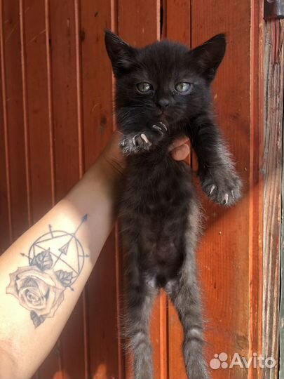 Котёнок даром