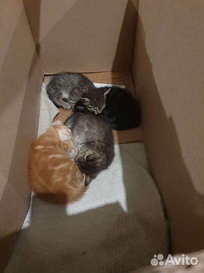 Отдам в добрые руки котят