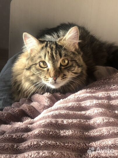 Кот Тиша для вязки