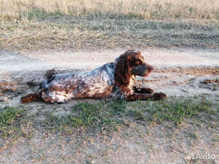 Русский охотничий спаниель