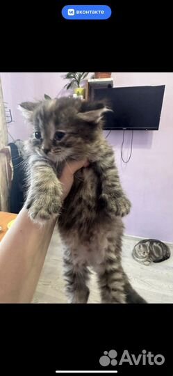 Котята в добрые руки даром