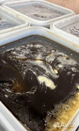 Мёд горного алтая разнотравье 2023