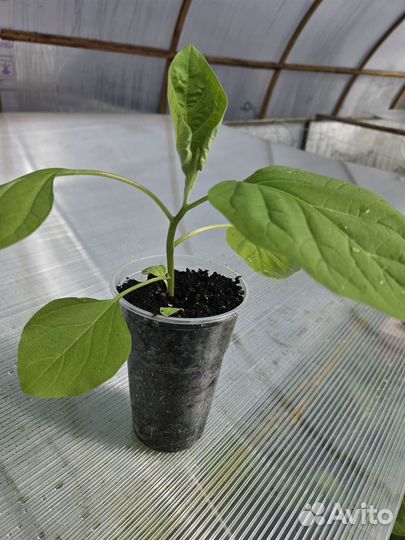 Рассада перца,баклажан,помидор