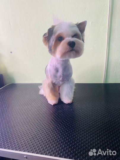 Груминг. Ищу моделей для стрижки собак