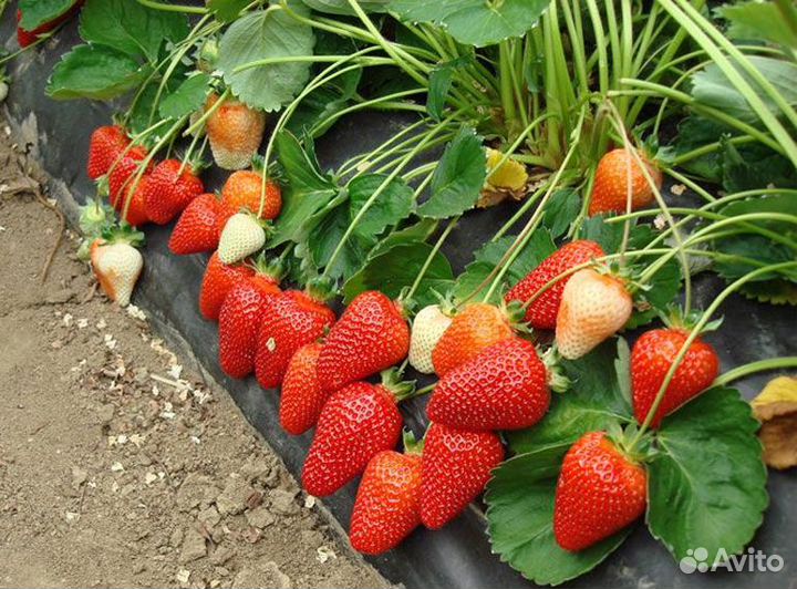 Рассада клубники Азия