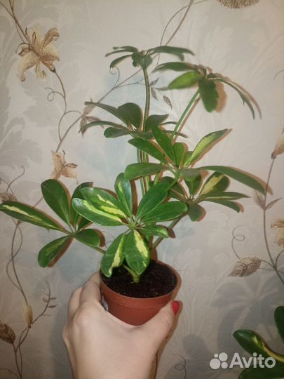 Цветок предсказатель шеффлера