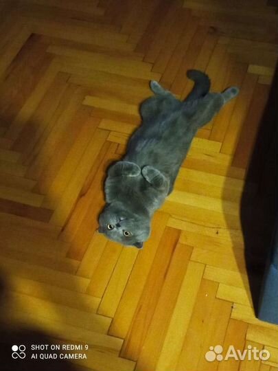 Кот Михаил ищет подругу