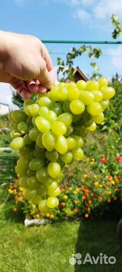 Саженцы винограда Аркадия