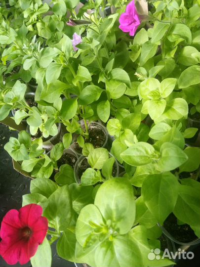 Рассада петунии