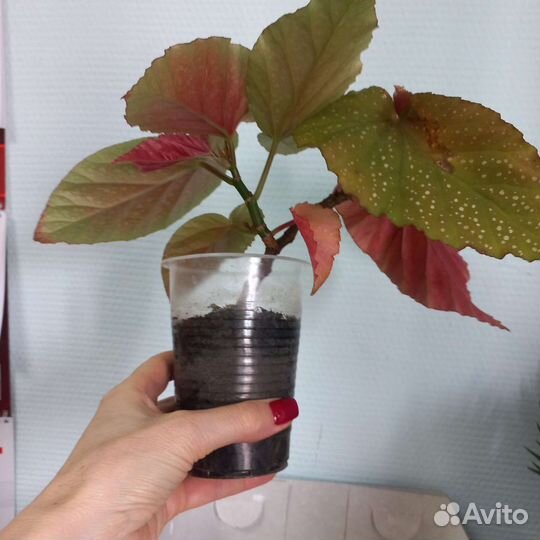 Бегония королевская, декоративно лиственая