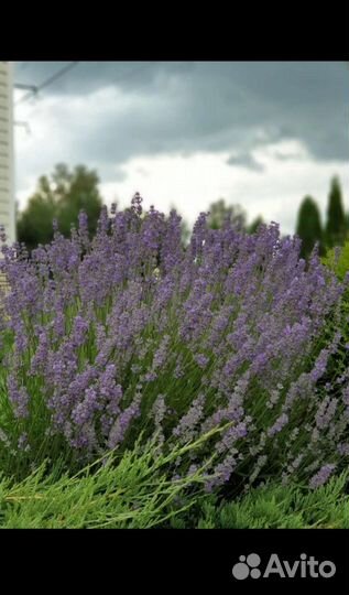 Кусты лаванды