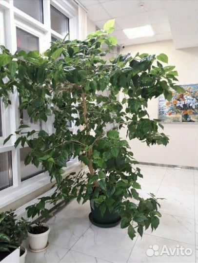 Гибискус китайская роза