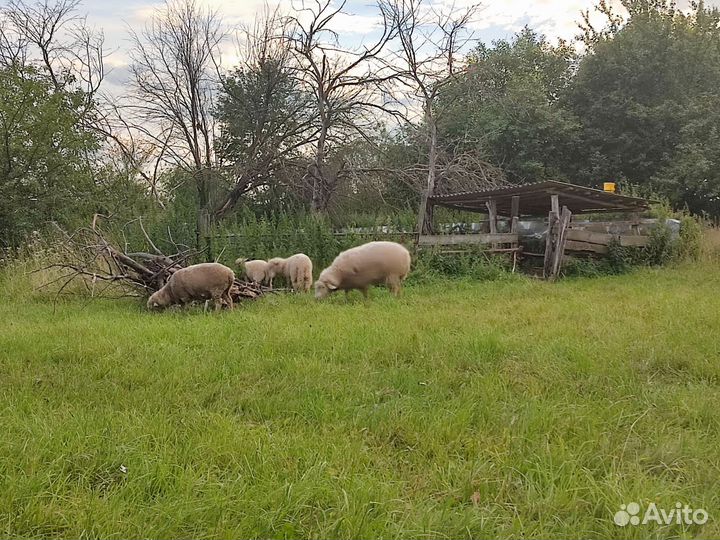 Баран Куйбышевский