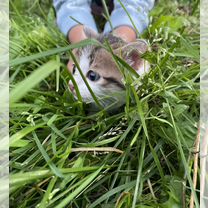 Котята в добрые руки 1 месяц