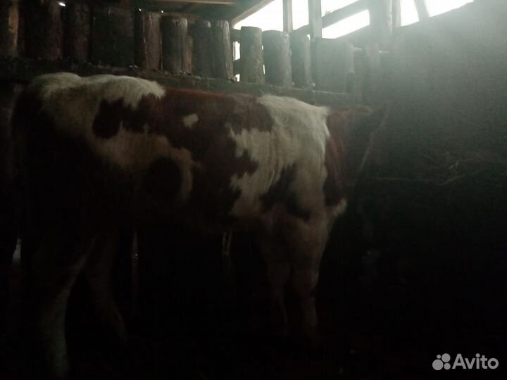 Телочка 8 месяцев