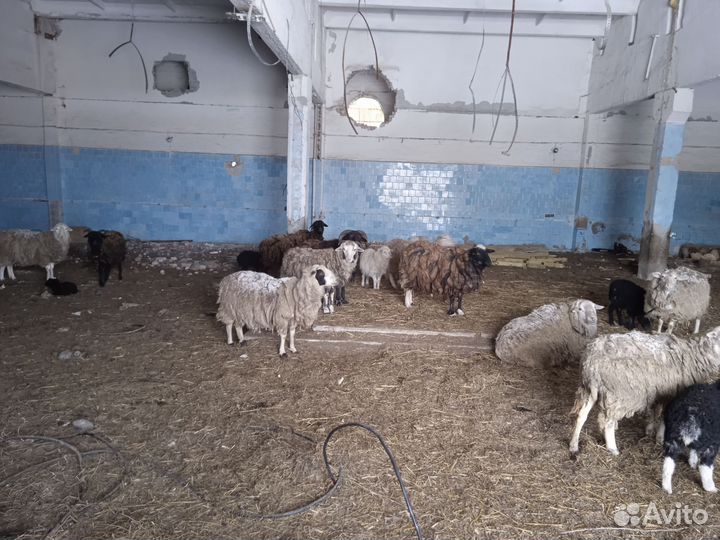 Овцы бараны ягнята + козы