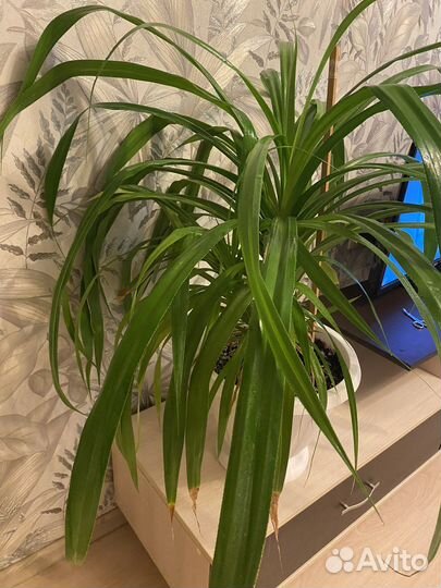 Пальма панданус