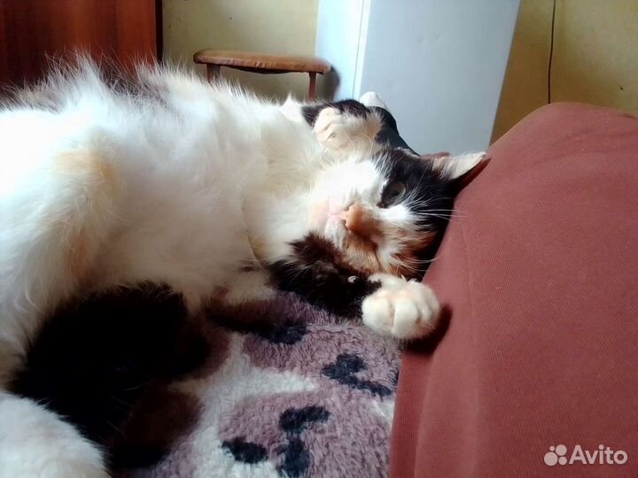 Отдам кошку (лоток и миски включены)