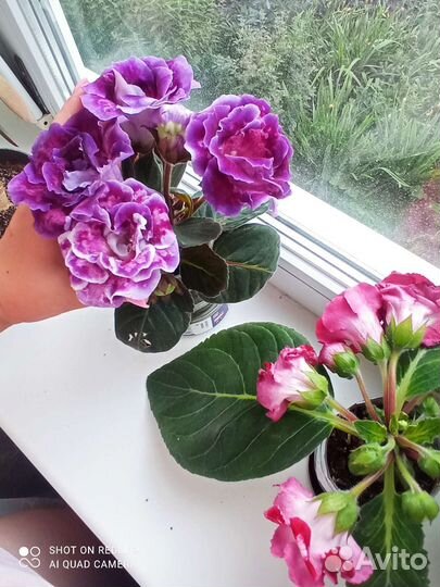 Глоксиния махровая