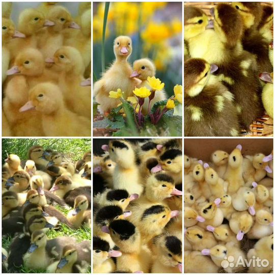 Цыплята бройлеры,индюшата,утята