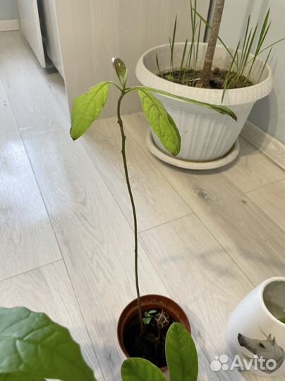 Пальма финики авокадо растения для дома