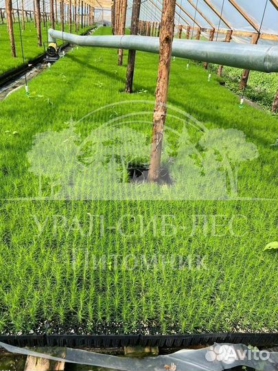 Сеянцы на лесовосстановление Горная сосна Мугус зк