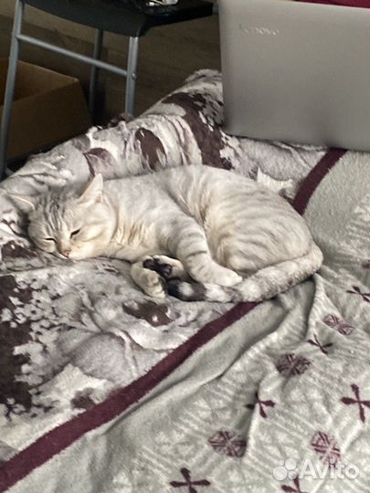 Кот британец