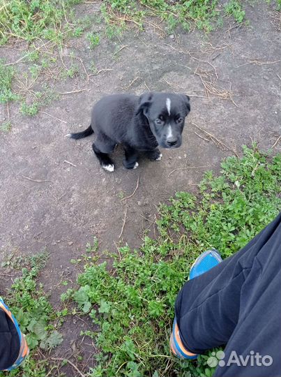 Щенок бесплатно