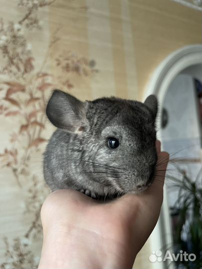 Шиншилла