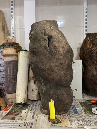 Каповый нарост вяза. Токарная заготовка