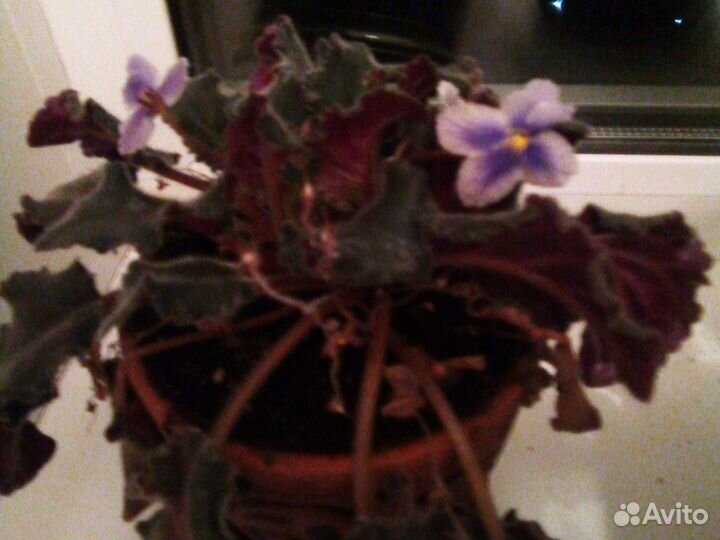 Фиалка с горшком сортовая