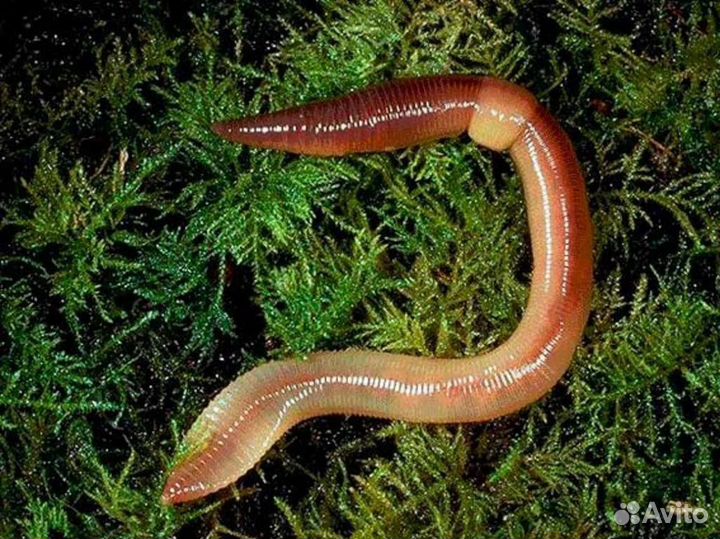 Червь опарыш