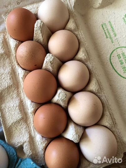 Домашние куриные яйца