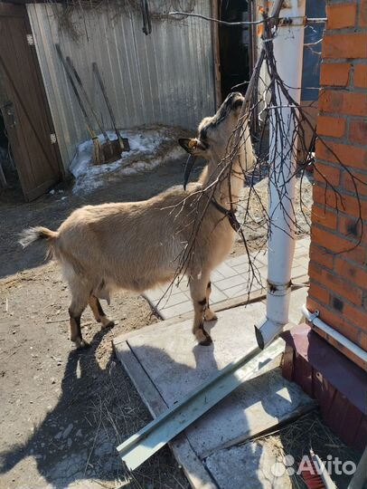 Коза дойная