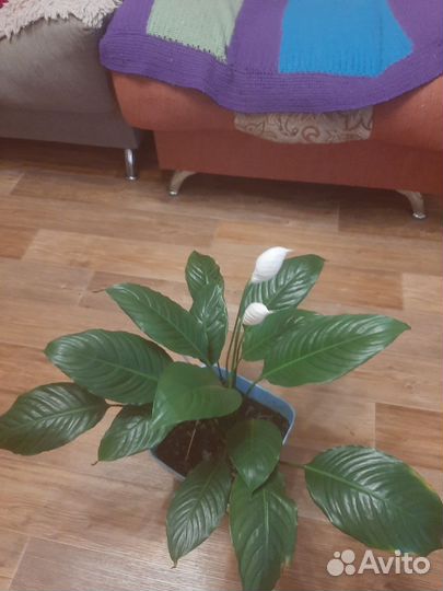 Спатифиллум