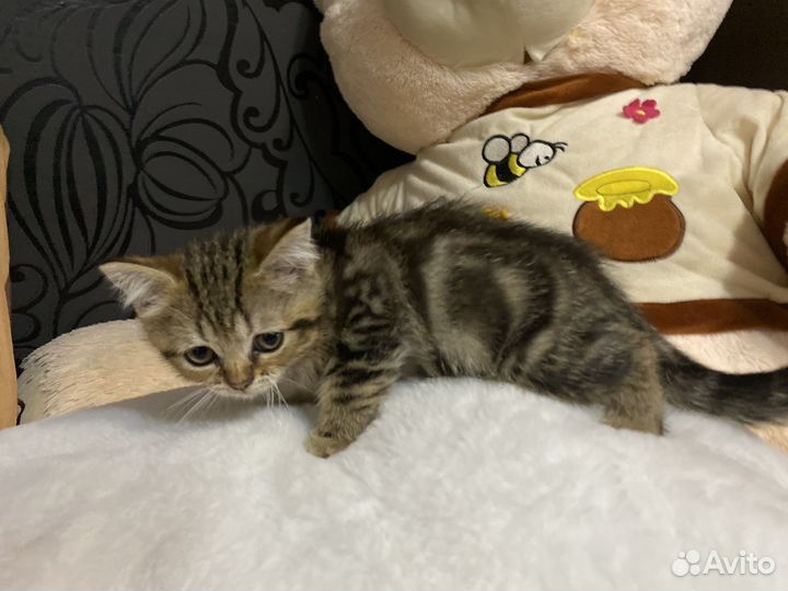 Шотландский мраморный котик