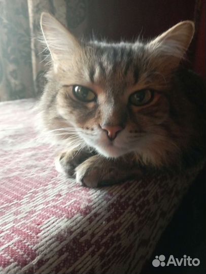Кот в дар
