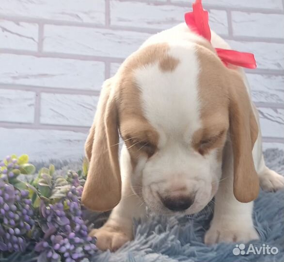 Щенки бигля