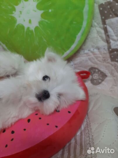 Мальтезе. Мальтийская болонка. Щенки. РКФ