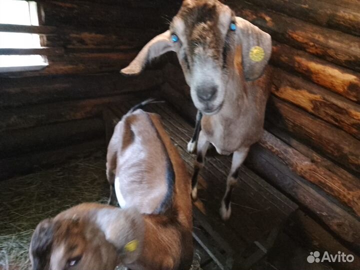 Козы дойные молочные